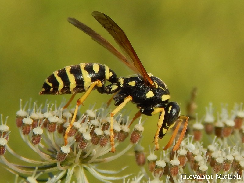 Vespidae: Polistes gallicus